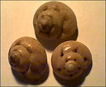 Gibbula da determinare